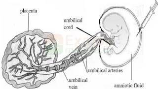 cbse-class-10-science-sqp-solution-2025-q35a