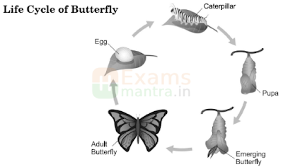 CBSE-Class-10-English-Question-Paper-2023-24-SET-1-Q5-a