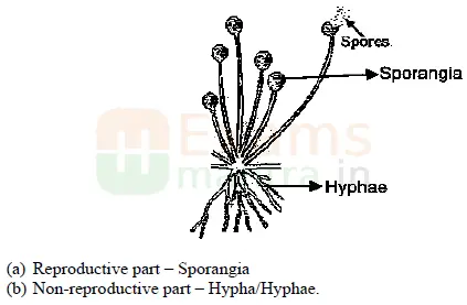CBSE-Class-10-Science-Previous-Year-Question-Paper-2023-24-Download-a35b