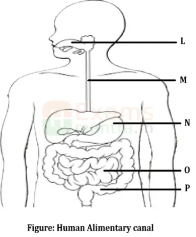 cbse-class-10-science-086-sqp-2026-with-solution-q15