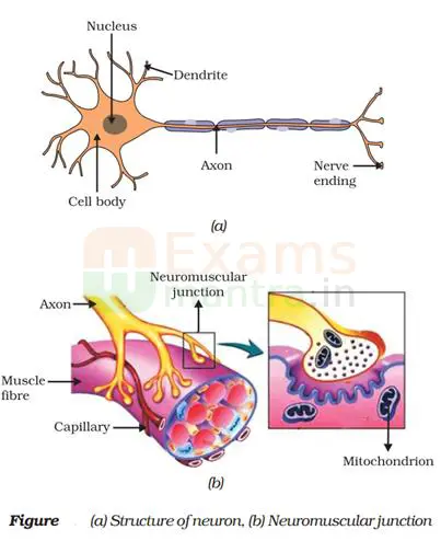 cbse-class-10-science-086-sqp-2026-with-solution-sol13